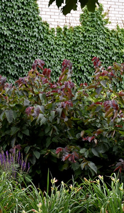 CORNUS SER FIREDANCE #5 FE