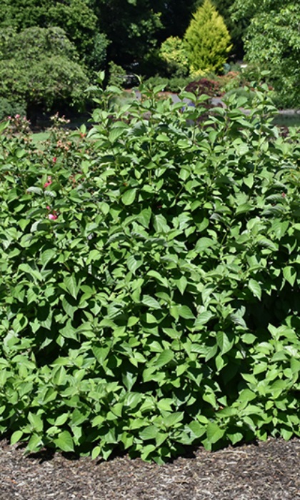 CORNUS SER ISANTI DOGWOOD #5