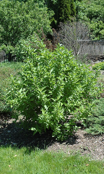 CORNUS SER ARCTIC FIRE #2 PW