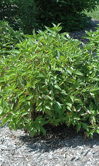 CORNUS SER ALLEMAN'S DWF #5