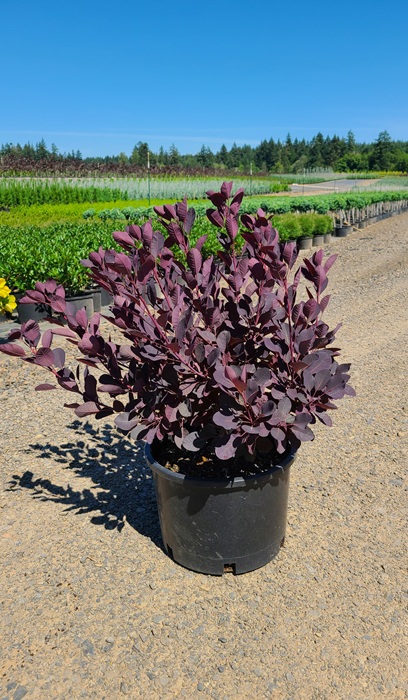 COTINUS COG ROYAL PURPLE #5