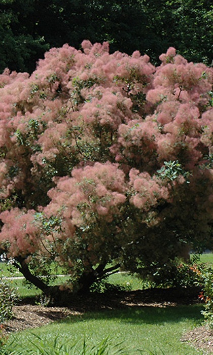 COTINUS COG GRACE SMOKEBUSH #5