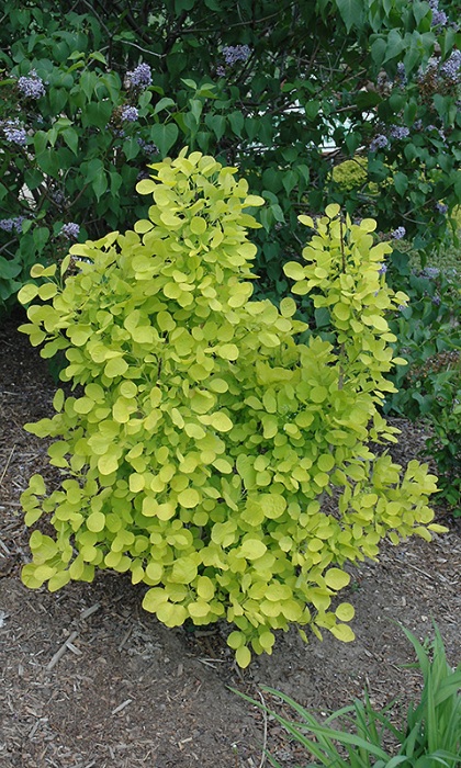 COTINUS COG GOLDEN SPIRIT #3