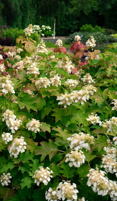 HYDRA QUE TOY SOLDIER #2 BE