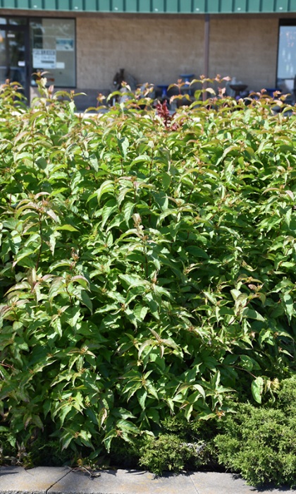 DIERVILLA SES BUTTERFLY BUSH #2