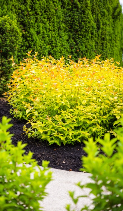 DIERV SES FIREFLY #2 BE