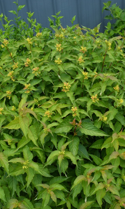 DIERVILLA KODIAK ORANGE #2 PW