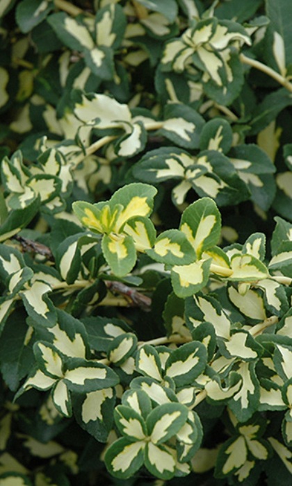 EUONYMUS FOR MOONSHADOW #2