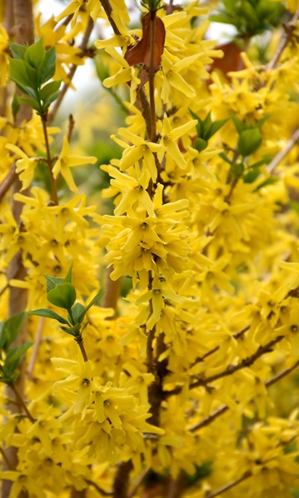 FORSYTHIA GOLD CLUSTER #2