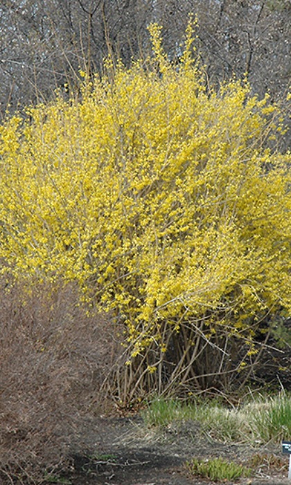 FORSYTHIA NORTHERN GOLD #2