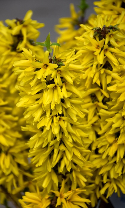 FORSYTHIA SHOW OFF SUGARBABY#2PW