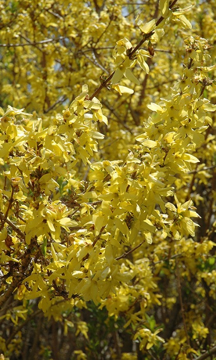 FORSYTHIA SPRING GLORY #5
