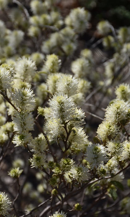 FOTHERGILLA MAJ BLUE SHADOW #3