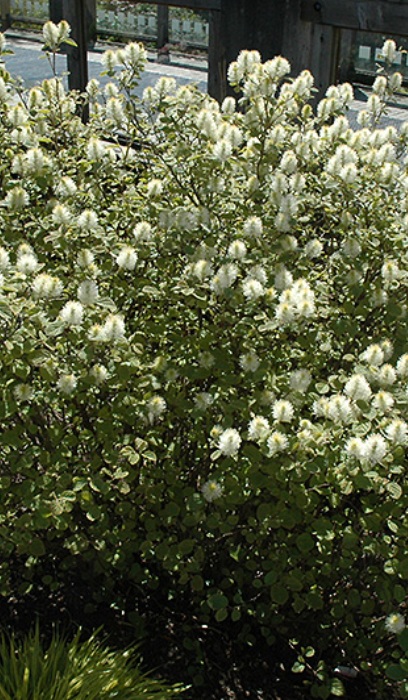 FOTHERGILLA MAJOR MOUNT AIRY #3
