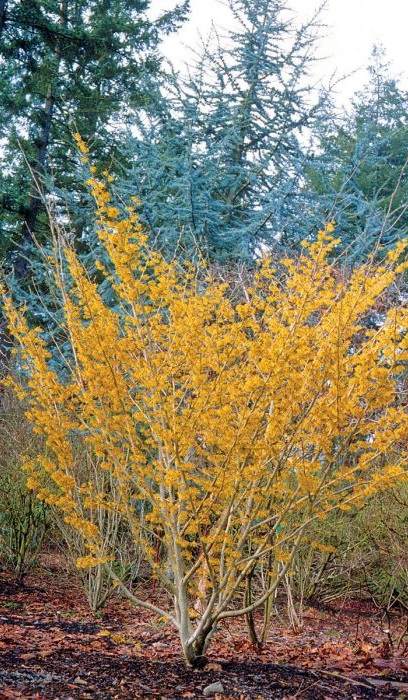 HAMAM VIR WITCHHAZEL #5