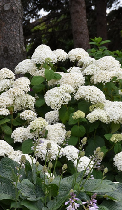 HYDRA ARB ANNABELLE #5