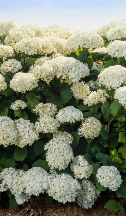 HYDRA ARB FLOWERFULL #2 FE