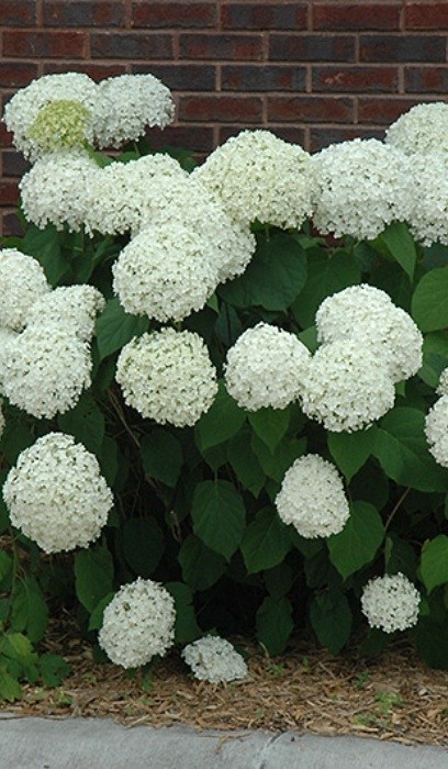 HYDRA ARB INCREDIBALL #2 PW