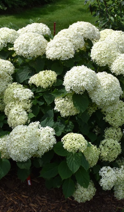 HYDRA ARB INVINCIB LIMETTA #2PW