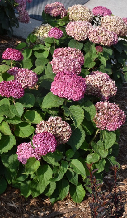 HYDRA ARB INVIN MINIMAUVETTE#2PW