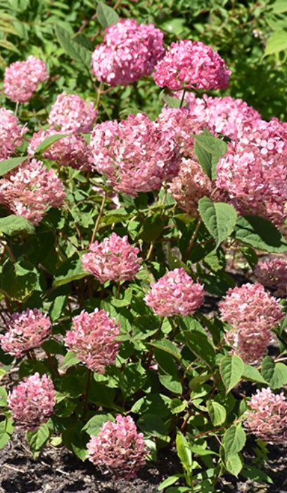 HYDRA ARB INVINCIBELLE RUBY #2PW