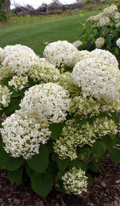 HYDRA ARB INVINC WEE WHITE #2 PW