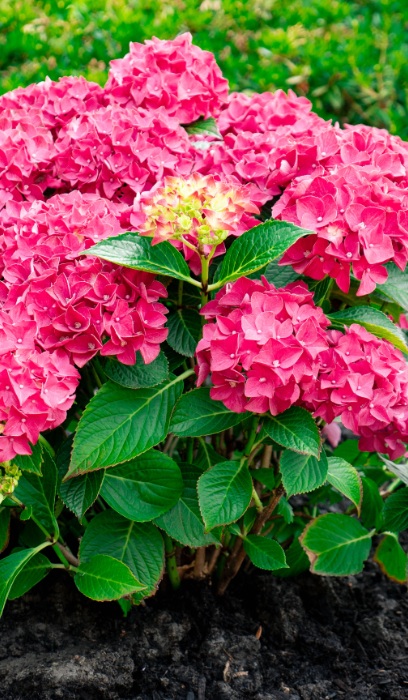 HYDRA MAC DRAMA QUEEN #2 BE