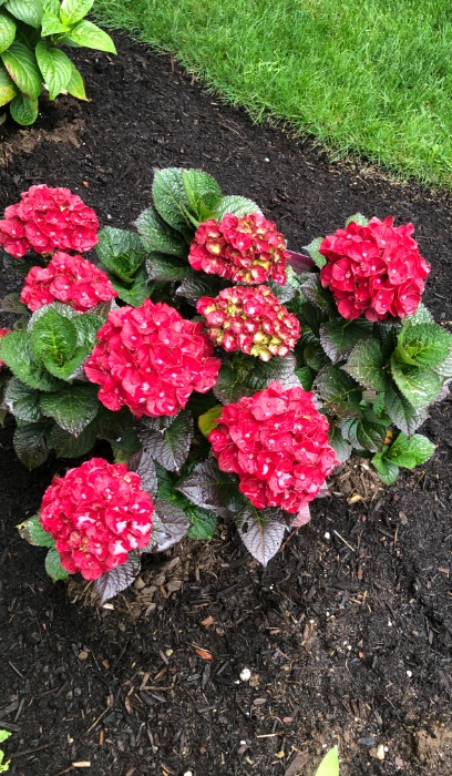 HYDRA MA CHERRY-GO-ROUND #2BE1.3