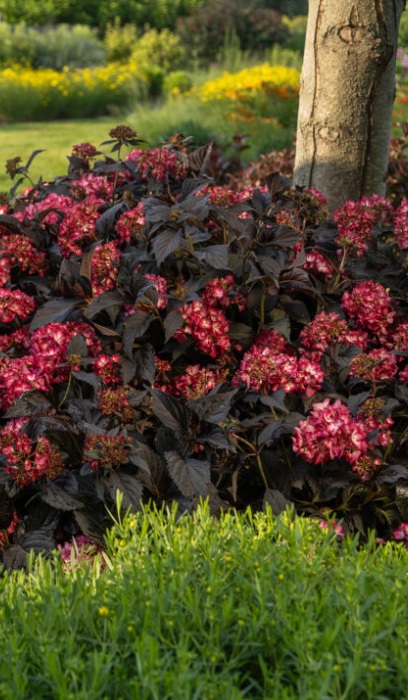 HYDRA MAC ECLIPSE #5 FE