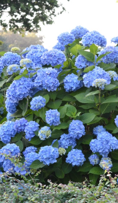 HYDRA MAC ENDLESS SUMMER #5