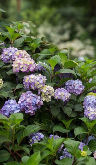 HYDRA MAC ES BLOOMSTRUCK #2