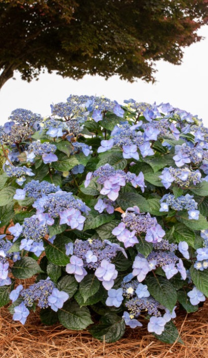 HYDRA MAC ES POP STAR #2