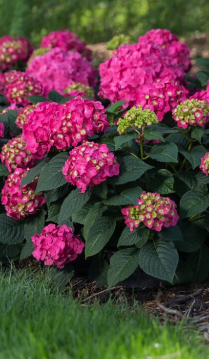 HYDRA MAC ES SUMMER CRUSH #5