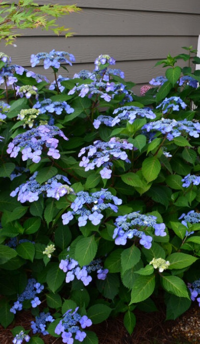 HYDRA MAC ES TWIST-N-SHOUT #2