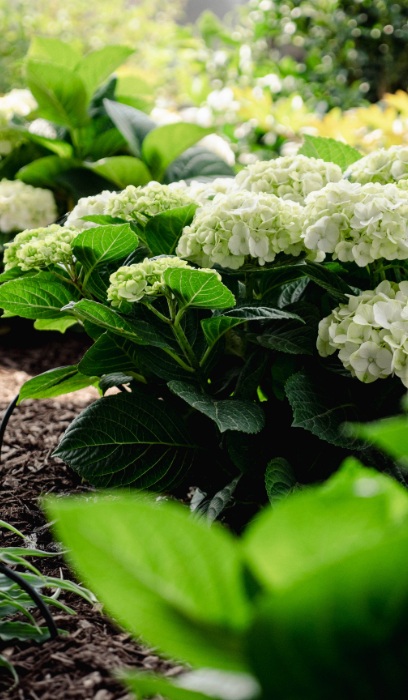 HYDRA MAC GRIN AND TONIC #2 BE