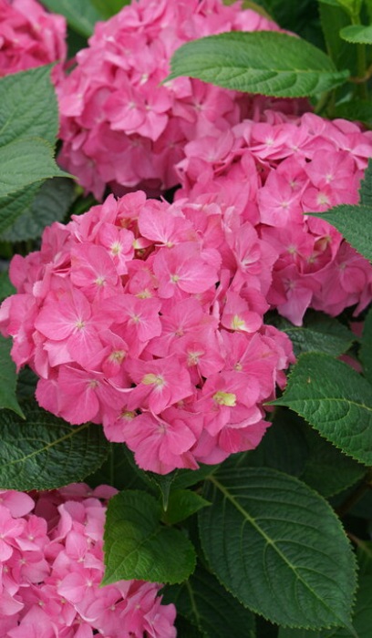 HYDRA MAC LD ARRIBA #2 PW