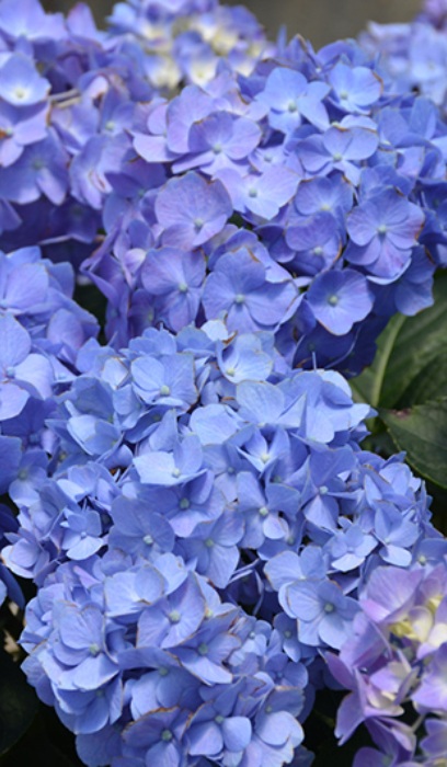 HYDRA MAC LD BLUE JANGLES #2 PW