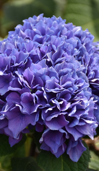 HYDRA MAC LD RHYTHMIC BLUE#2PW