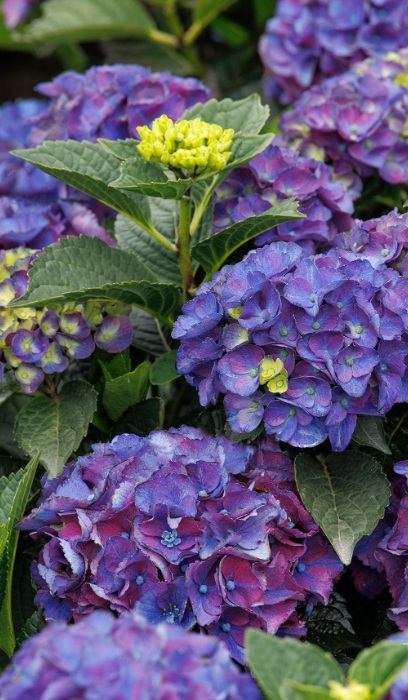 HYDRA MAC SERENADE NEWPORT #2