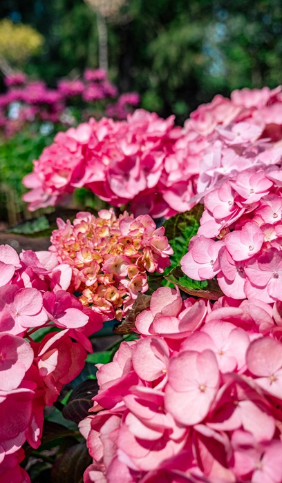 HYDRA MAC SOUL MATE #2 BE