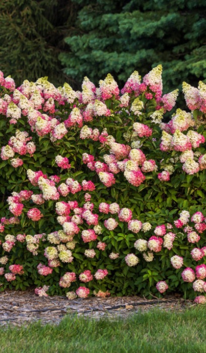 HYDRA PAN BERRY WHITE #2 FE