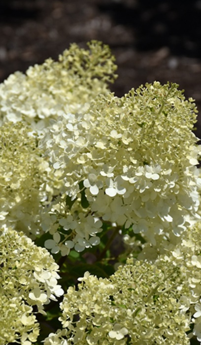 HYDRA PAN BOBO #2 PW