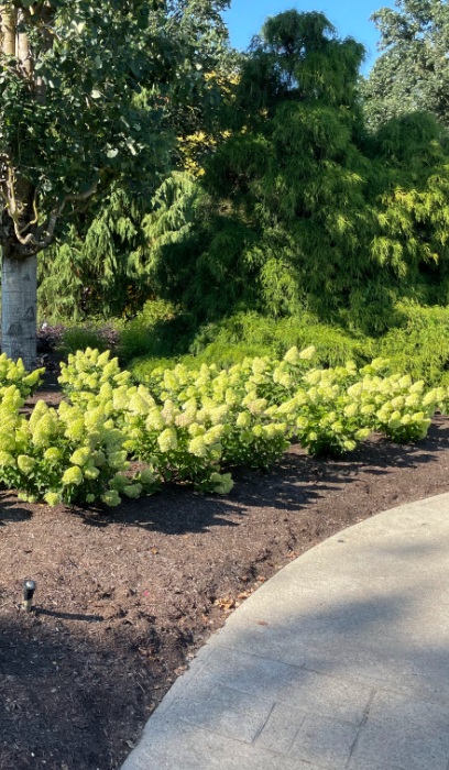 HYDRA PAN DRAGON BABY #2 BE