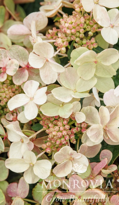 HYDRA PAN EARLY EVOLUTION #2