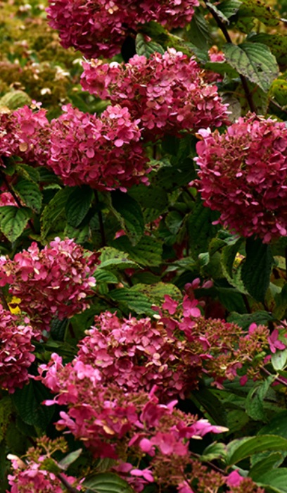 HYDRA PAN DIAMOND ROUGE #5 FE