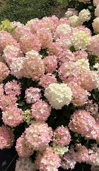 HYDRA PAN FIRELIGHT TIDBIT #5 PW