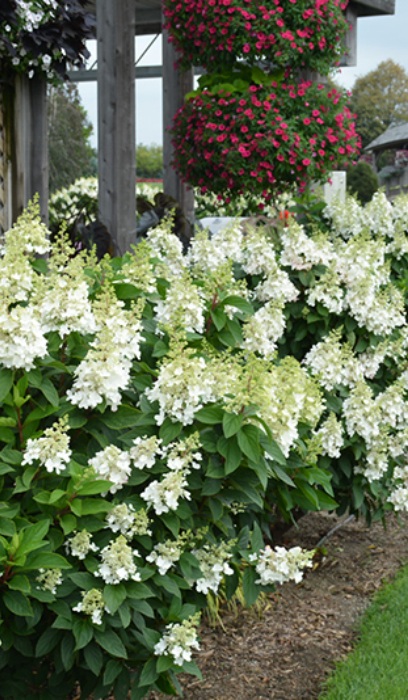 HYDRA PAN FIRE LIGHT #2 PW