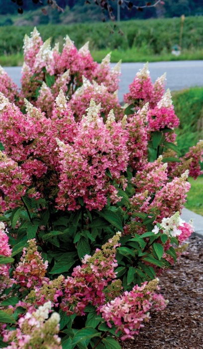 HYDRA PAN CANDELABRA #5 BE1.30