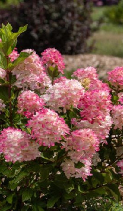 HYDRA PAN MOONROCK #3 BE