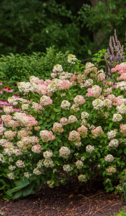 HYDRA PAN STRAWBERRY SUNDA #2 FE